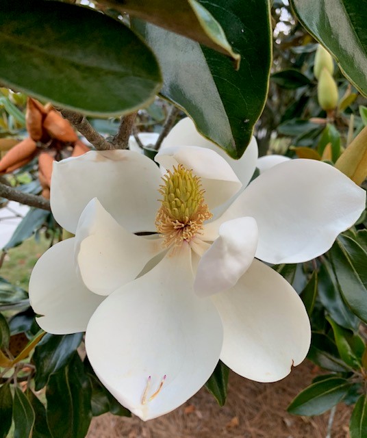 magnolia